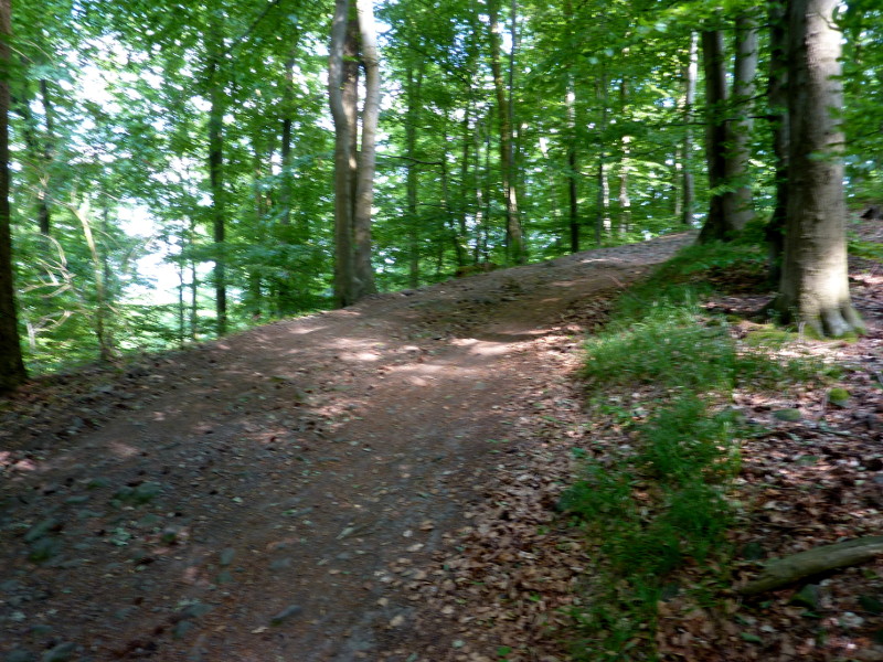 Ein Trail im Habichtswald