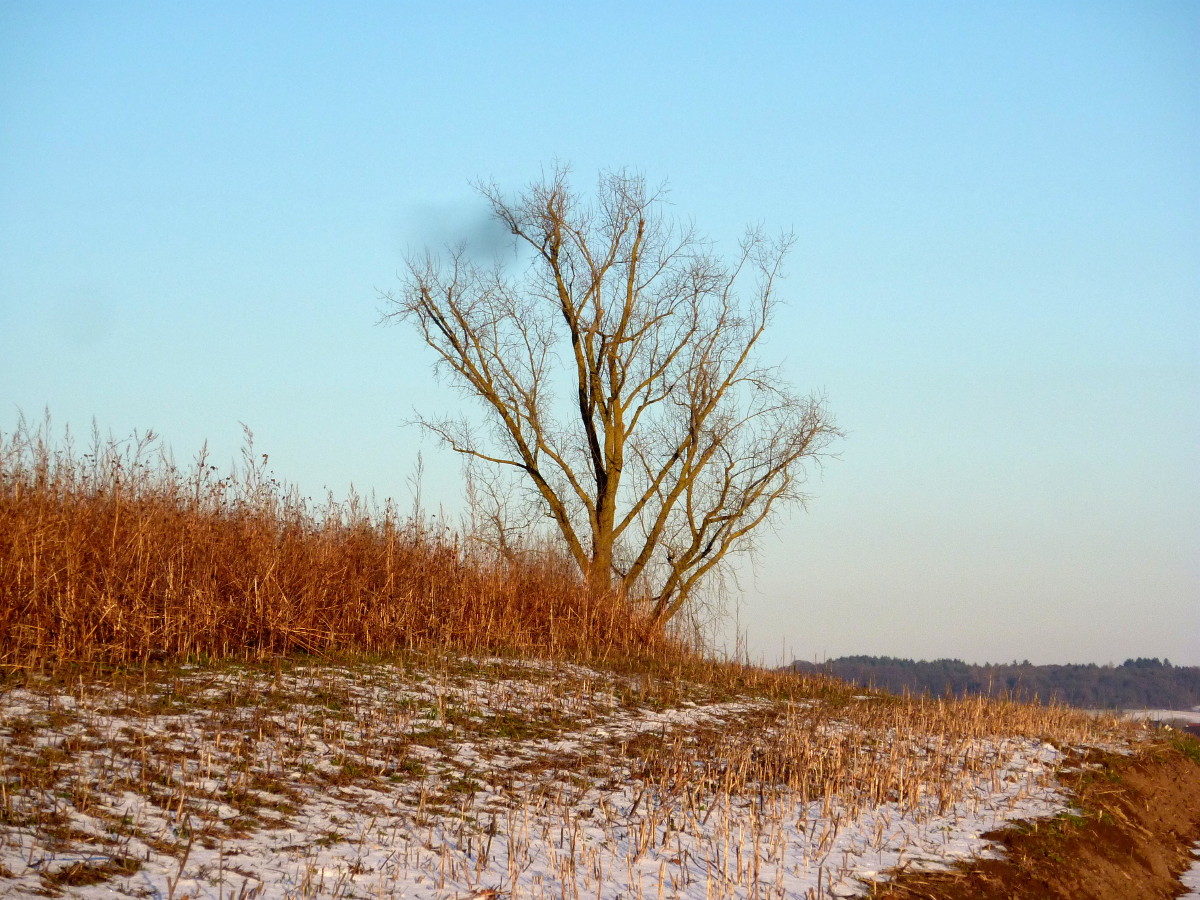 ein allein stehender Baum auf dem Feld in der Abendsonne