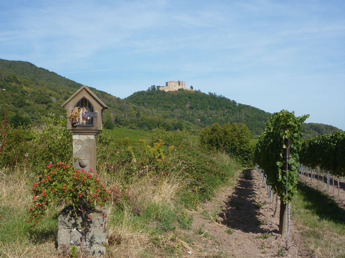 Blick auf das Schloss von den Weinbergen oberhalb Maikammers.